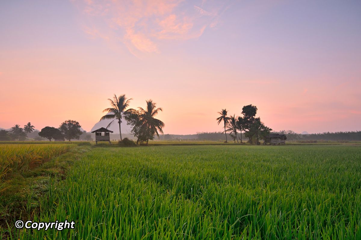 Perlis